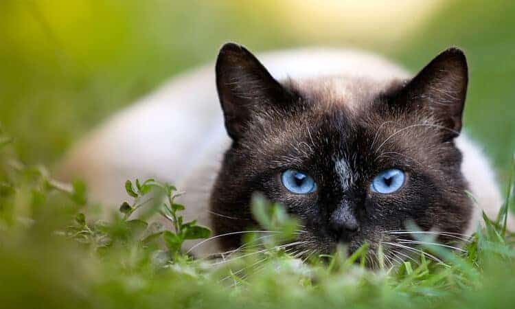 gato com olhos azuis na grama