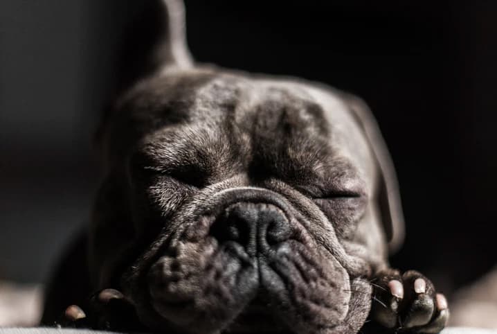Cachorro bulldog dormindo em local de luz baixa.