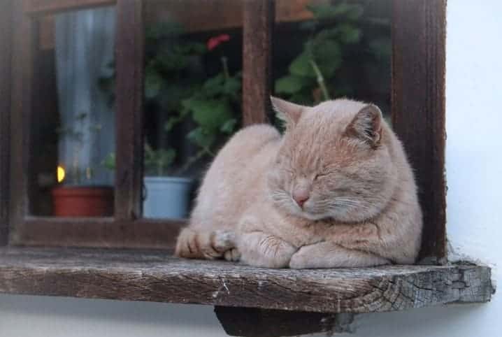 25 Gatos Grandes Mamando 