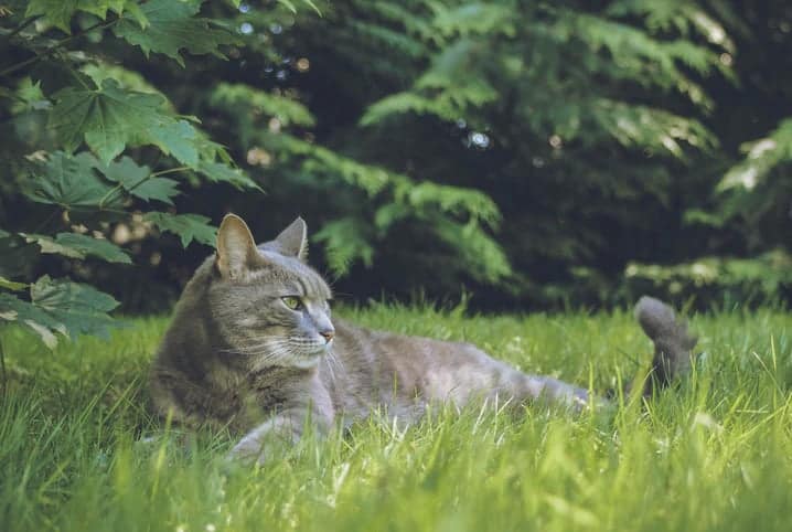 Gato cinza deitado na grama do quintal.