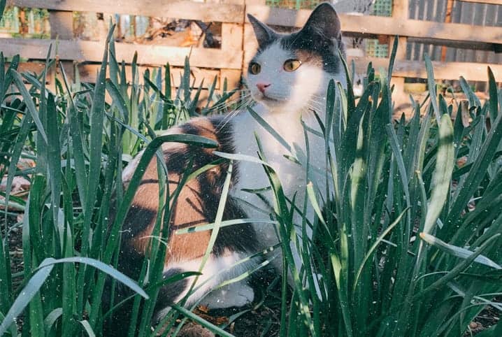 Gato sentado no meio da grama alta.