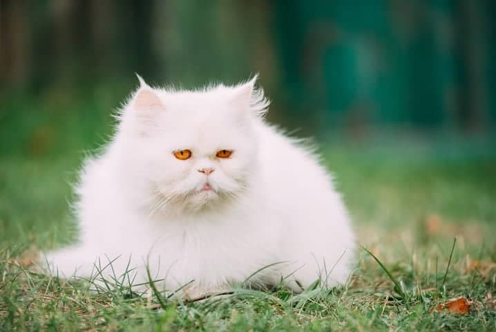 gato branco na grama