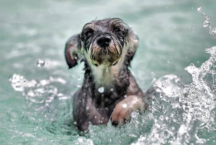 cachorro de pequeno porte nadando