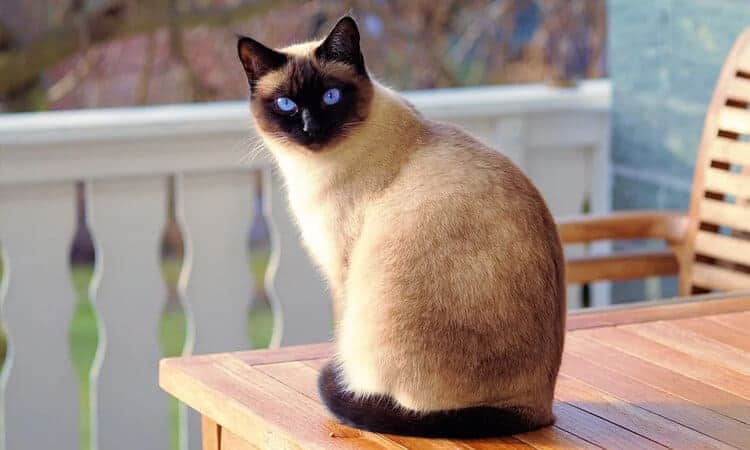 Gato com rosto, orelha e rabo preto sentado na mesa de madeira do quintal.