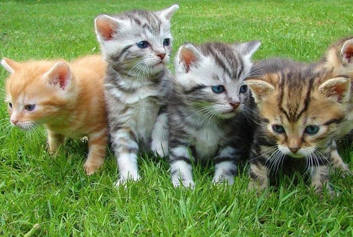 Filhotes de gato na grama.