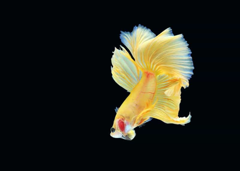 peixe betta amarelo nadando.