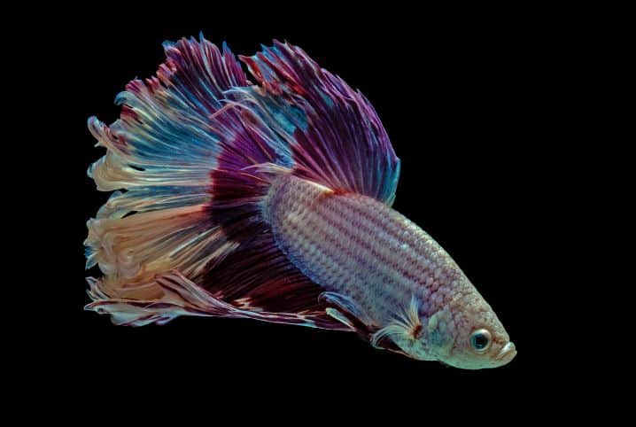 peixe betta multicolorido.