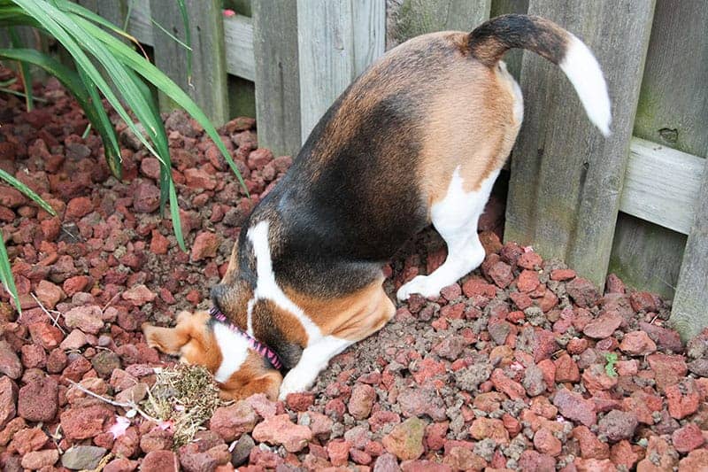 cachorro beagle cavando o chão