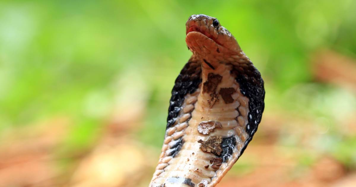 Um pequeno animal com um grande número de pequenos objetos em cima dele.