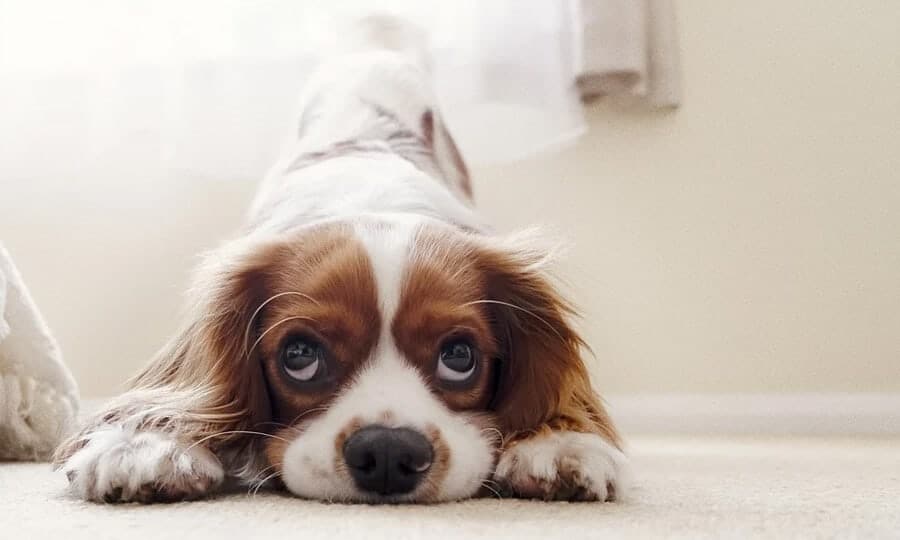 Cachorro deitado olhando para cima