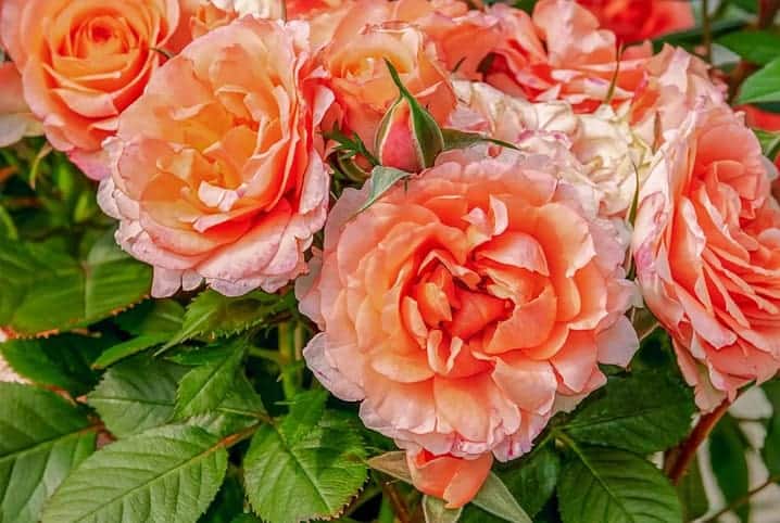 Camélias rosas clara com laranja.