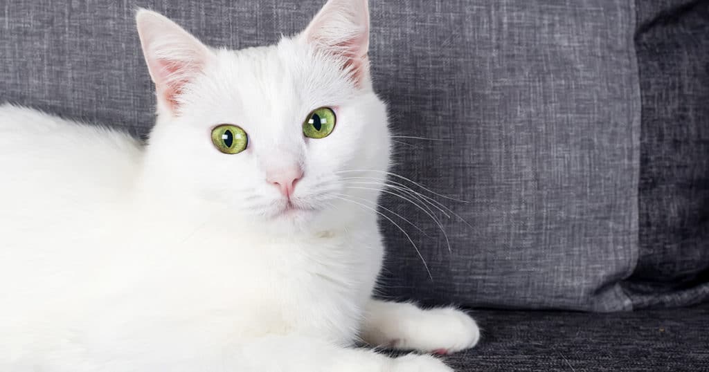 Gato com pelos brancos em cima de um sofá cinza.