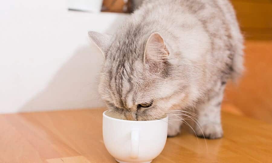 Gato comendo numa tigela branca. 
