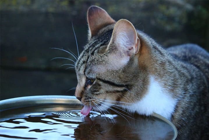 Gato bebendo água em um balde.