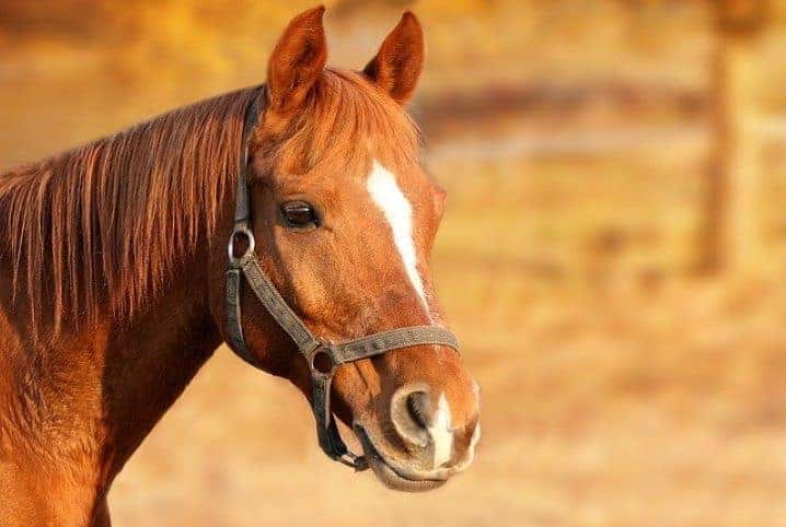 Cavalo bravo 