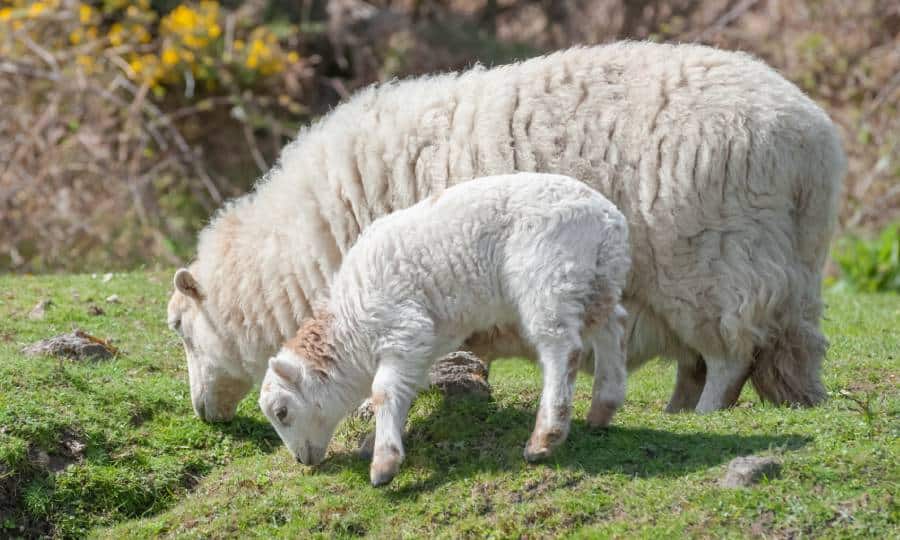 Ovelha adulta e uma ovelha filhote comendo grama.