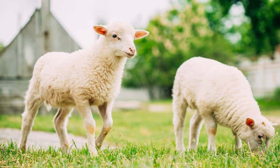 Duas ovelhas filhotes comendo grama.