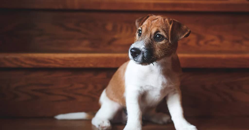 Cachorro filhote sentado na escada de madeira.