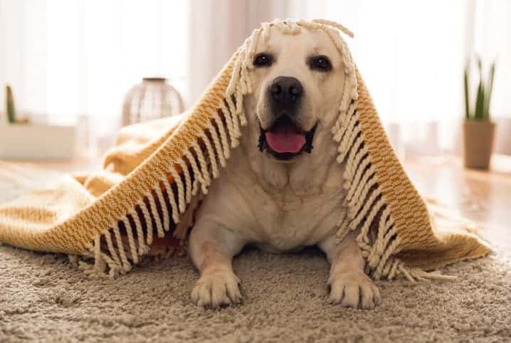 Labrador deitado no tapete e coberto com uma manta.