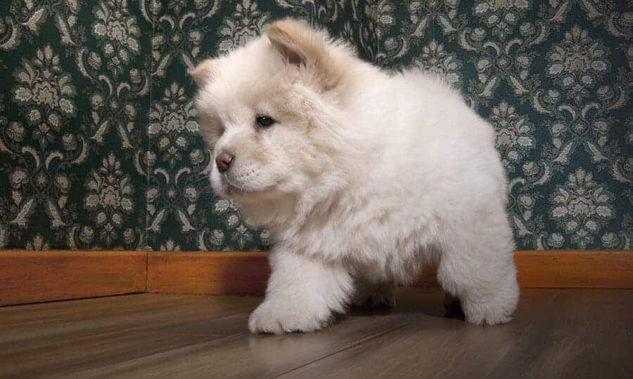 Cachorro branco filhote