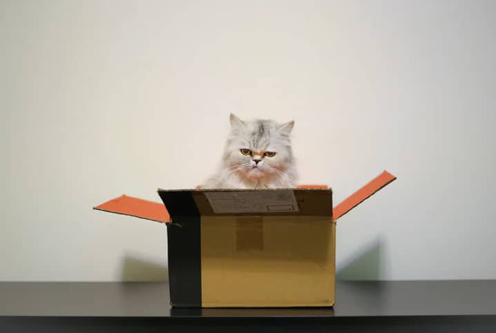 gato cinza dentro de uma caixa com cara de bravo