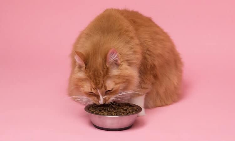 Gato comendo ração seca numa tigela de inox.