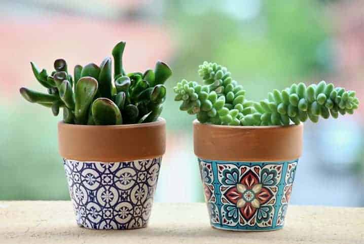 Dois vasos de suculenta com estampa de azulejo português.