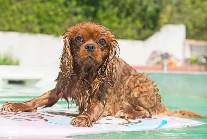 Cachorro em cima da prancha na piscina.