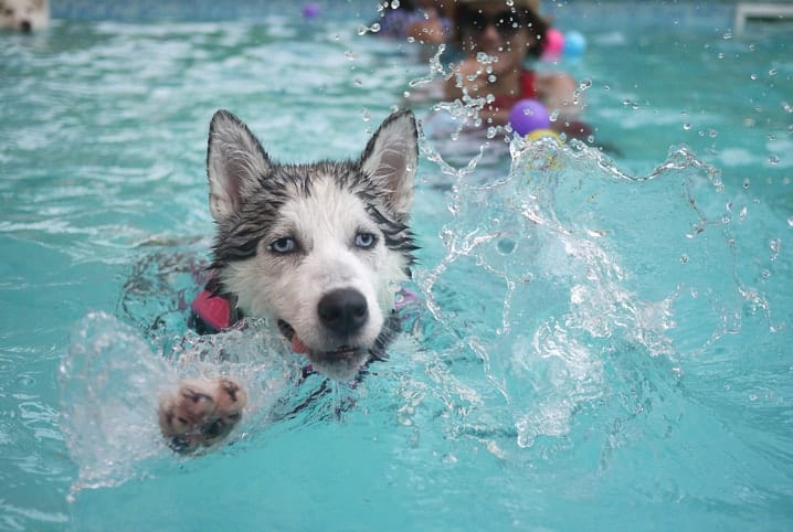 Como ensinar Seu Cachorro a Nadar