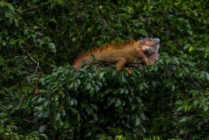 iguana em árvore.