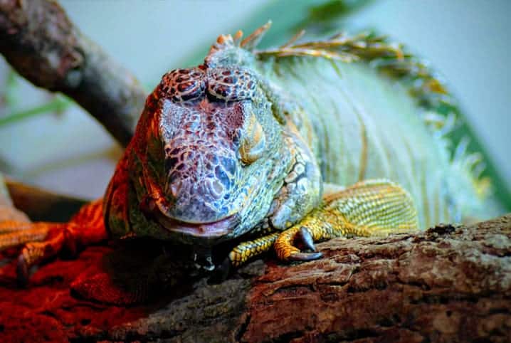 iguana em galho.