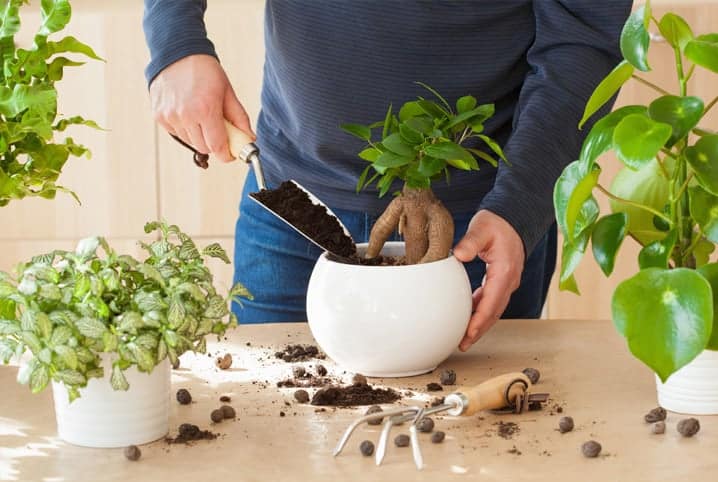 Homem plantando muda em vaso pequeno