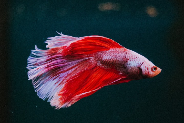 Peixe betta vermelho dentro do aquário.