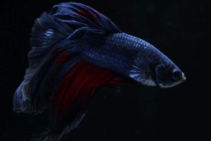 peixe betta azul escuro com detalhes avermelhados nadando.