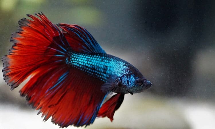 peixe betta azul e vermelho nadando.
