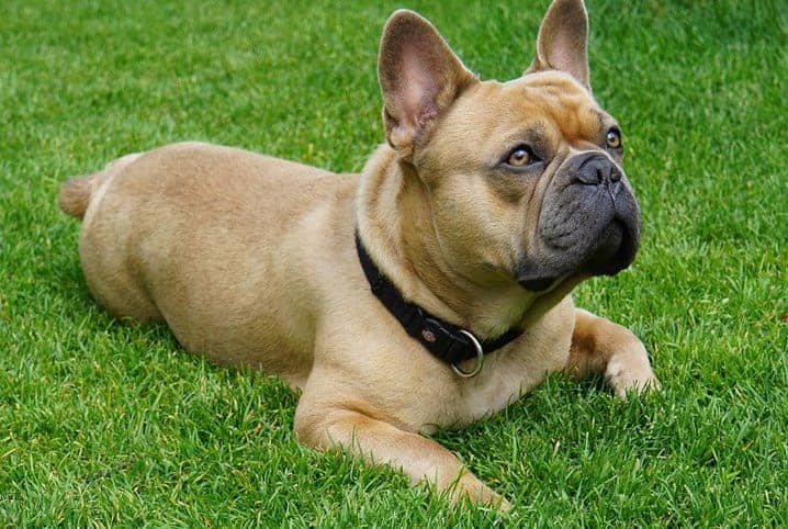 bulldog francês olhando para frente deitado na grama