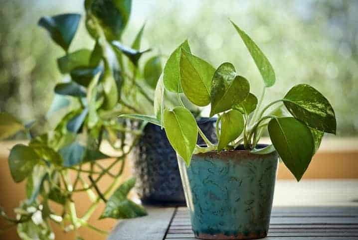 Planta em vaso em casa doente. folhas de plantas em vaso, com manchas  marrons escuras, bordas secas