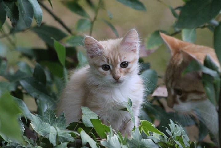 filhotes de gato no meio das plantas. 