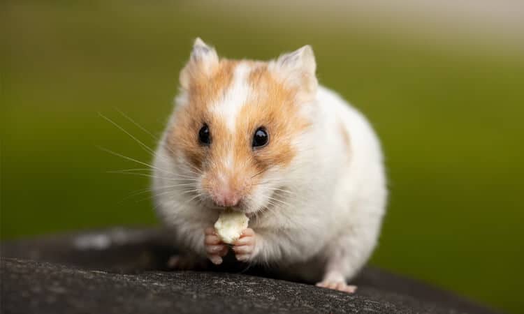 Hamster comendo pedaço de alimento.
