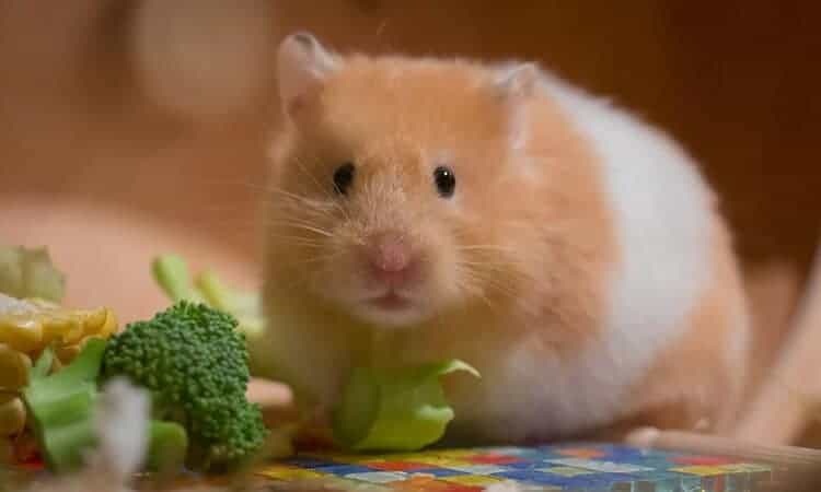 Hamster comendo brócolis cru.