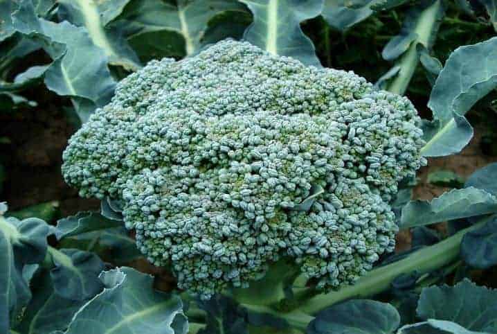 Brócolis japonês.