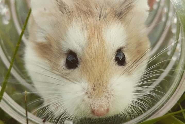 imagem de hamster olhando pra frente com foco no rosto