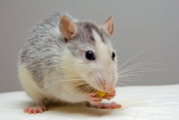 rato comendo olhando para frente