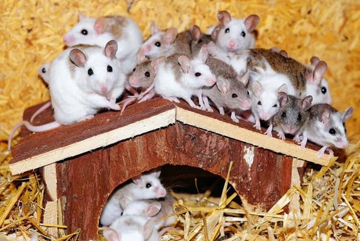 imagem com muitos ratos, dentro e fora de casinha