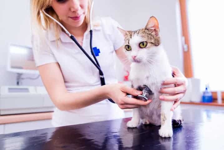 Veterinária cuidando de gato