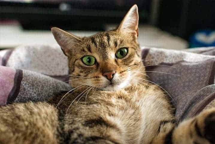 gatinho deitado em coberta olhando para frente