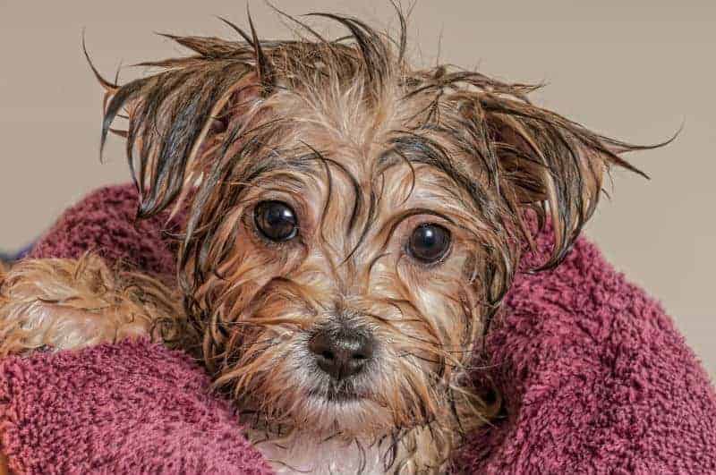 Cachorro enrolado em toalha após banho