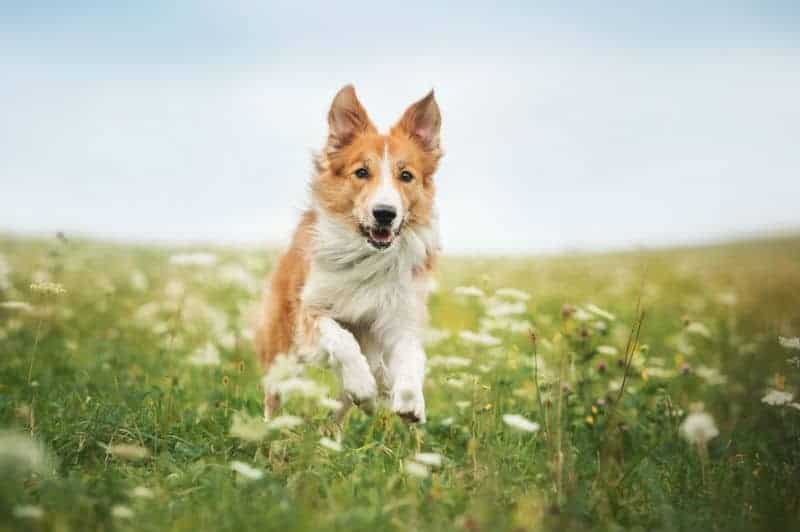 Venha descobrir por que Border Collie solta muito pelo! I Petz