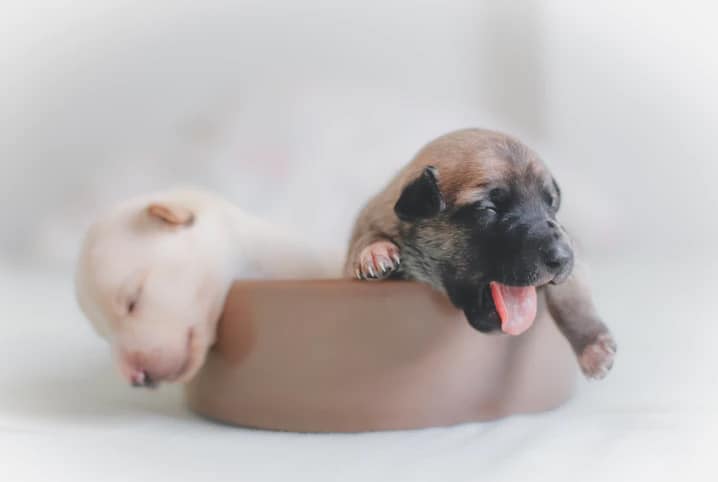 cachorros recém-nascido dormindo em tigela