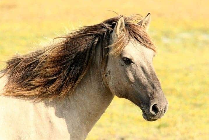 cavalo marrom olhando para frente 